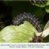argynnis adippe daghestan larva l2